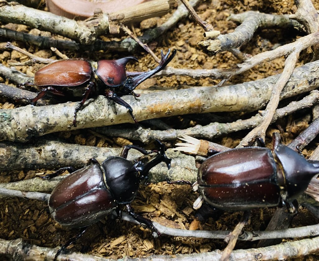 お子様大満足 今年の夏休みはしろがねイベントが激熱です ホテル大山しろがね