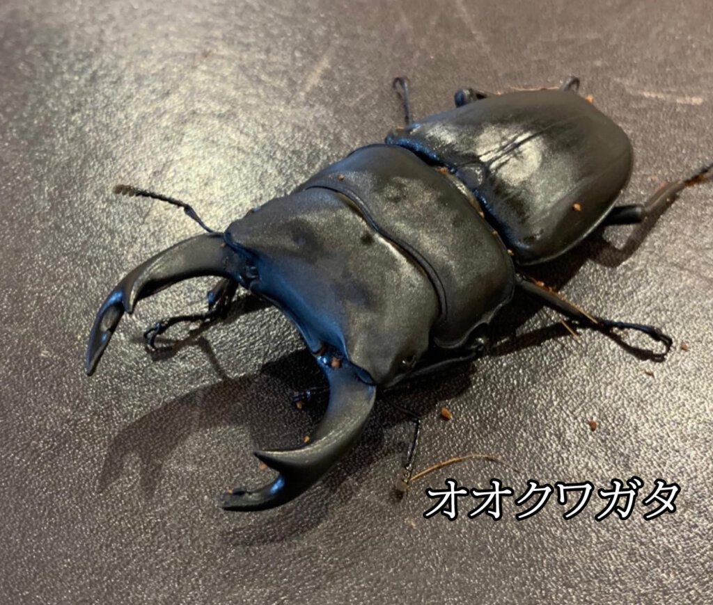 お子様大満足 今年の夏休みはしろがねイベントが激熱です ホテル大山しろがね