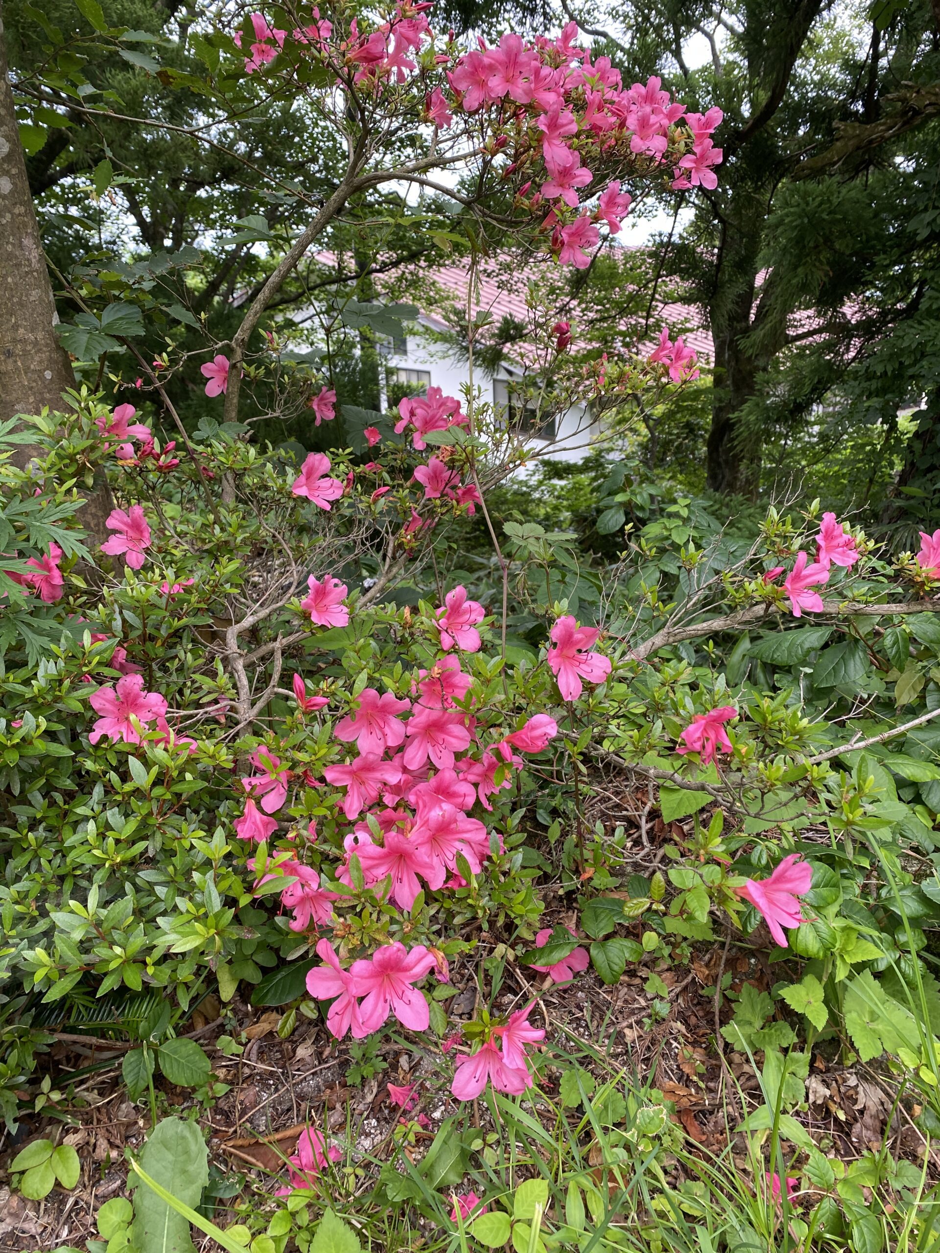近隣施設☆花の名所　名和公園　名和神社です(^^)/